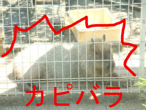 カピバラ