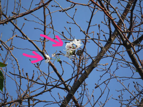 桜の開花
