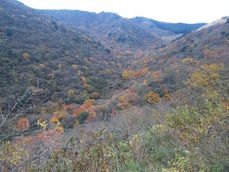 紅葉