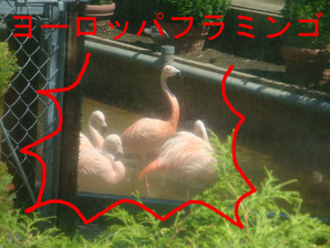 ヨーロッパフラミンゴ
