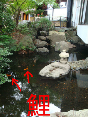 池の鯉