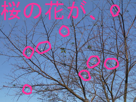 桜の花が
