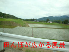 田んぼが広がる風景