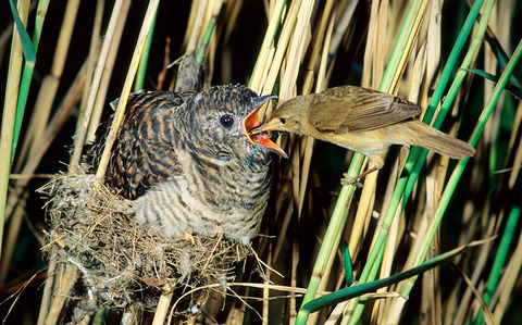 Reed Warbler