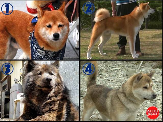 海外の反応 日本の犬は 特別 とても良い子で超ガンコ者な 天然記念物 日本犬 は やっぱり大人気 海外の反応 あうとばーん