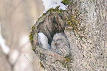 cute-animals-hokkaido-ezo-japan-40