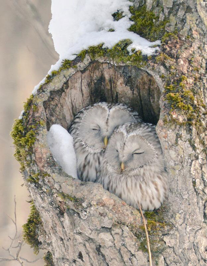 海外の反応 北海道にいる世界で最も 可愛い動物たち に 萌 寸前 海外の反応 あうとばーん