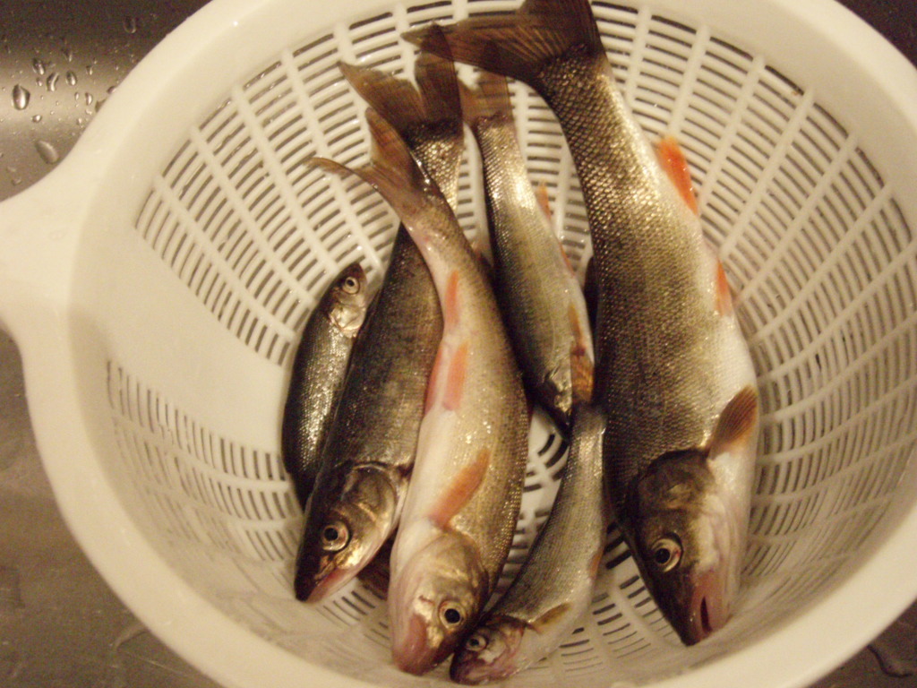 支笏湖観光と釣り 美笛川 アウトドアとロハスと時々グルメ