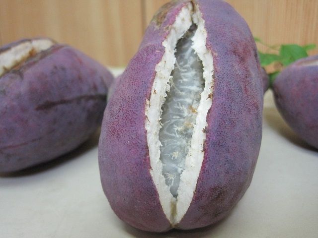 あけび 鮮やかな紫色 珍しい果物 京都 Auto Factory オートファクトリー 情報発信 Since 1995