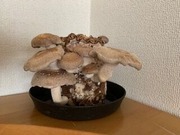 IMG_5948