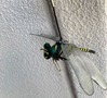 IMG_0205