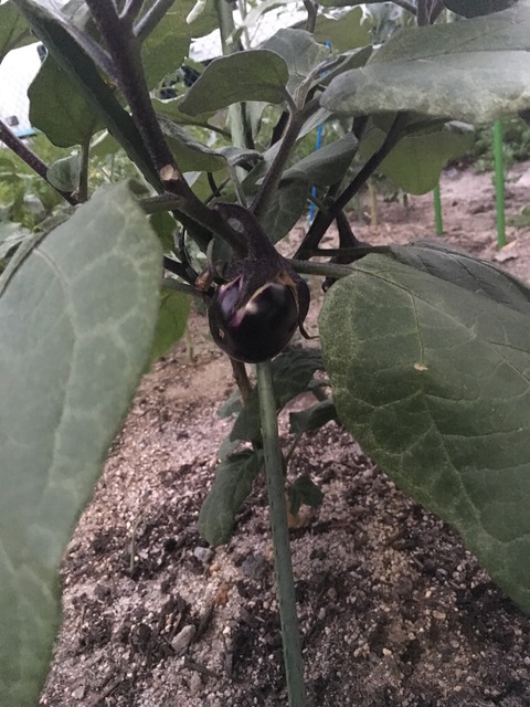 D88AAE35-3EA5-4660-909C-10ABE04996D3