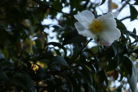 DSCF5815