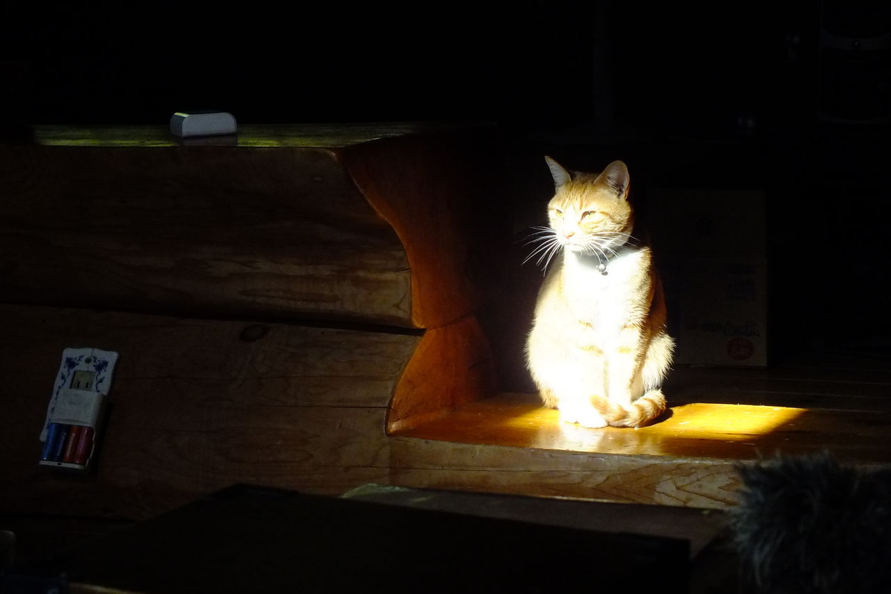 野良猫ミケ一族の冬 野良猫たちはこうやって 厳寒の冬を過ごした 美しき生命の秘密 人よ ただ猫のように何も考えず労働者諸君のように働け おぉたむすねィく グループ公式ブログ Autumn Snake