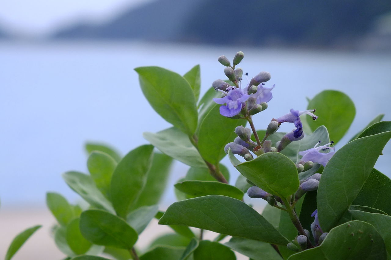 ハマゴウ 浜栲 別名 マンケイシ 蔓荊子 花言葉 愛の喜び 於 坂越湾 おぉたむすねィく グループ公式ブログ Autumn Snake