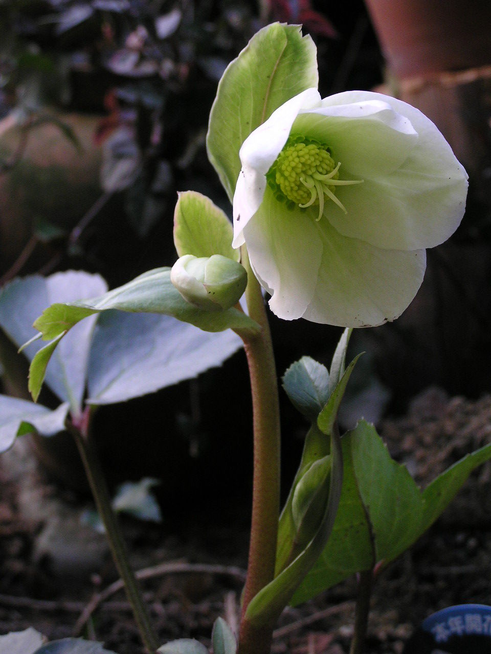 クリスマスローズ バレンタイングリーン おぉたむすねィく グループ公式ブログ Autumn Snake