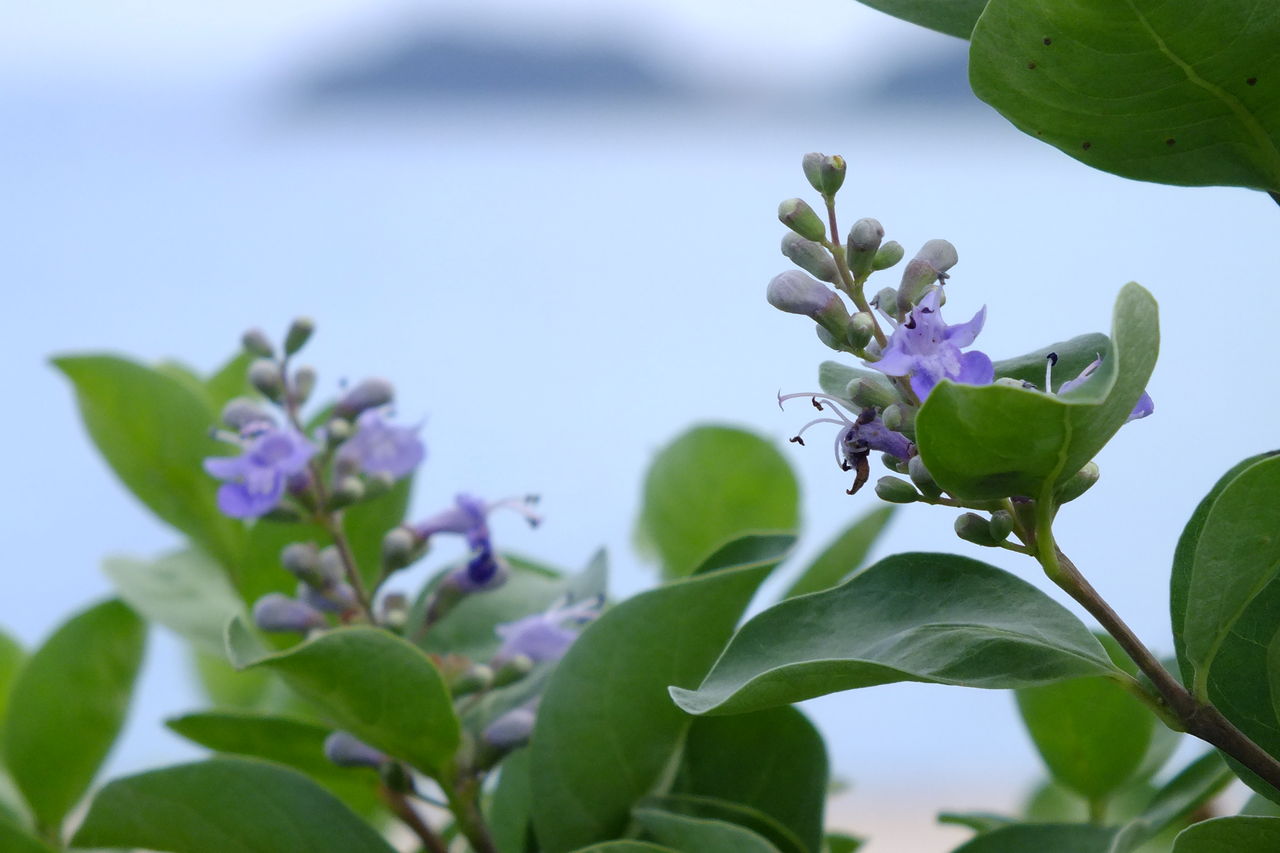 ハマゴウ 浜栲 別名 マンケイシ 蔓荊子 花言葉 愛の喜び 於 坂越湾 おぉたむすねィく グループ公式ブログ Autumn Snake