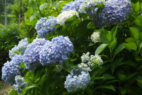 DSCF2189