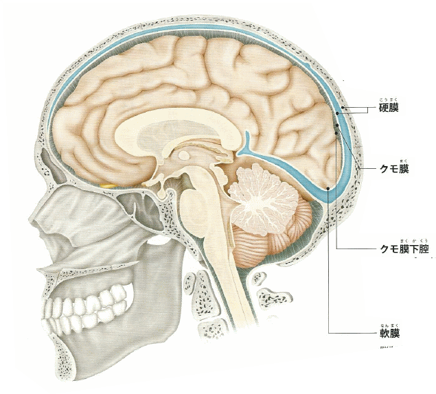 脳 人間の精神の全ての源泉 Avarokiteiのblog