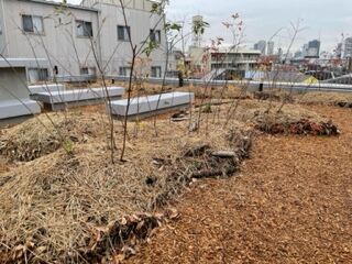 かなめ3
