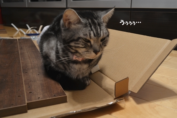 008f8803.jpg