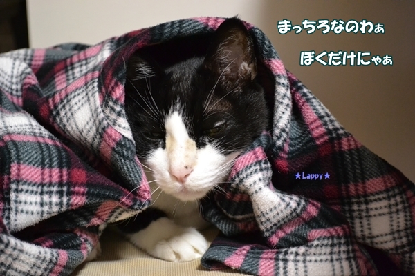 3b8f33e0.jpg