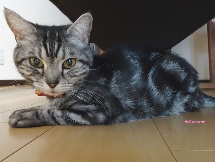 椅子の下大好き ｍねこキッチン