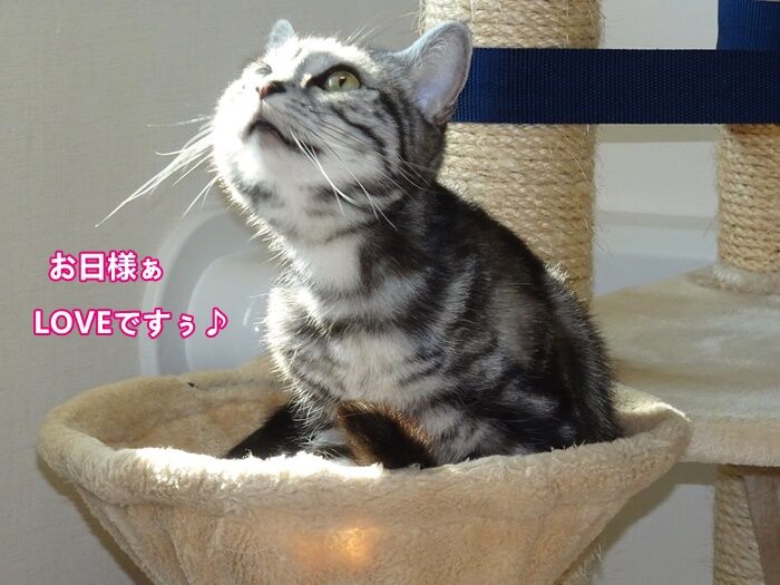 Cocot5456