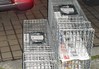 TNR