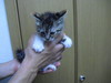 ʻӤ