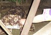 TNR