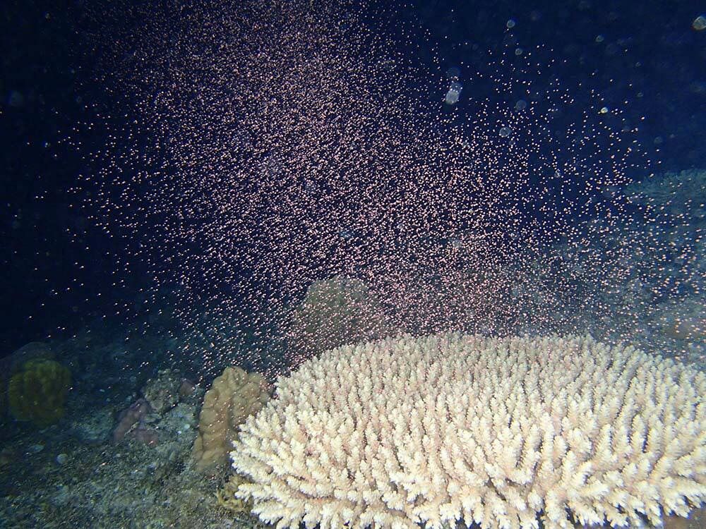 サンゴの産卵 慶良間諸島へのダイビング日記 まいにちのこと サンゴの産卵 慶良間諸島へのダイビング日記 まいにちのこと