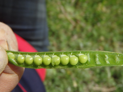P4272728