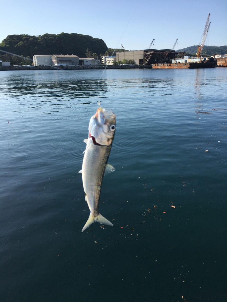 淡路島でサビキ釣り またまたまた 新島で 淡路島の西浦から 釣りブログ