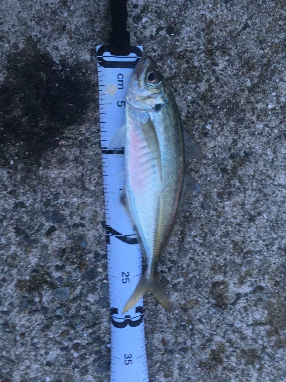 アジの皮でサビキを作る 淡路島の西浦から 釣りブログ