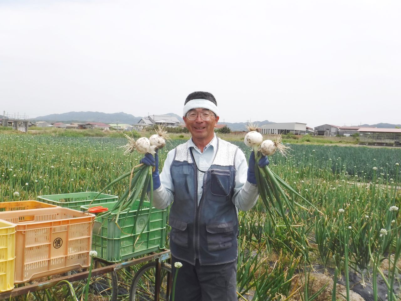 白玉ねぎ「ホワイトベアー」収穫・出荷始まる~(´(ェ)`) : 淡路島 濱田ファームのブログ 白玉ねぎ「ホワイトベアー」収穫・出荷始まる~(´(ェ)`) : 淡路島 濱田ファームのブログ
