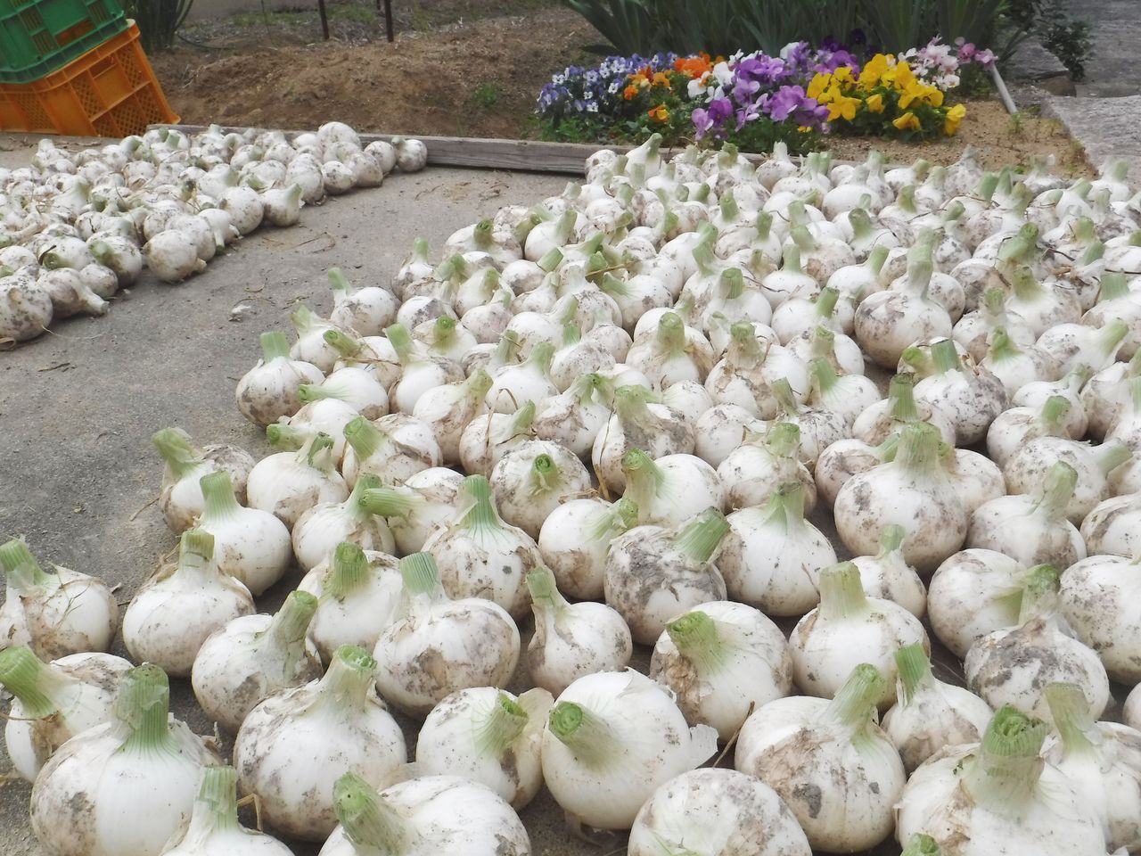 白玉ねぎ】玉ねぎ苗◇ホワイトベアー1000本