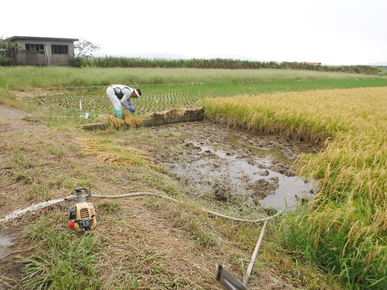 稲刈りは もう一息 淡路島 濱田ファームのブログ