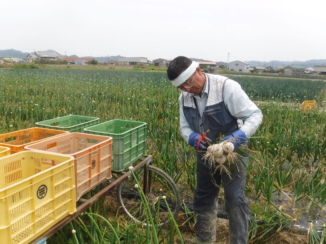 淡路島 濱田ファームのブログ
	  白玉ねぎ「ホワイトベアー」収穫・出荷始まる～（´(ｪ)｀）
	コメント