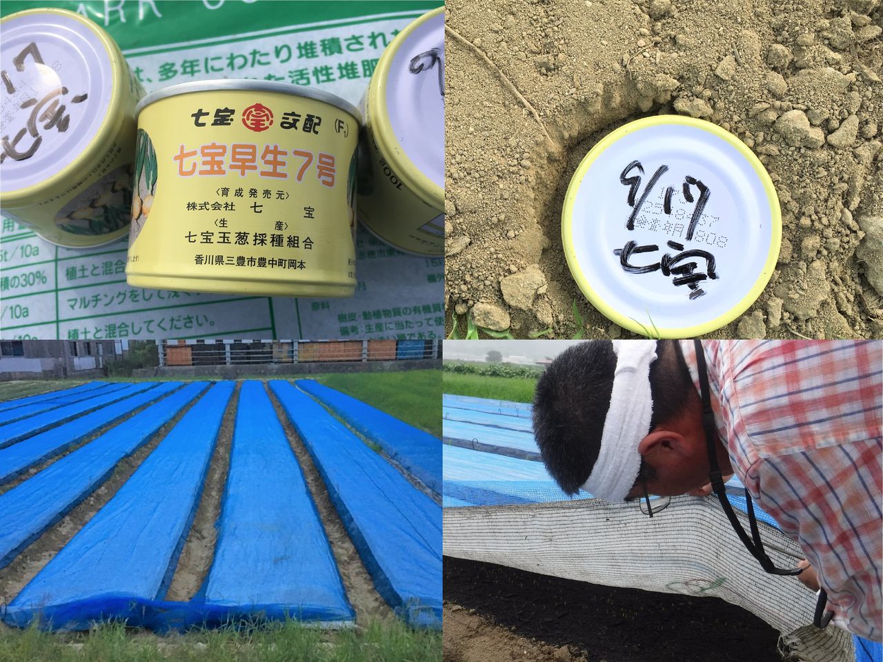 七宝早生7号 香川県産　種子　2024年 七宝早生7号 香川県産 種子 2024年