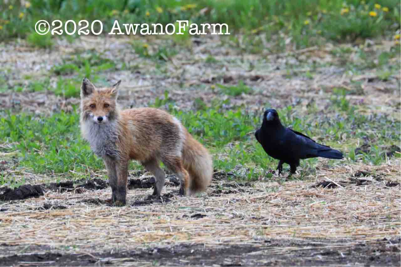カラスとキツネ 農産物こうやって作ってます カラスとキツネ 農産物こうやって作ってます