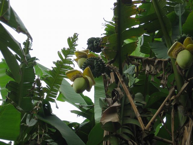 バショウ再び 間口は広いが奥行き無し