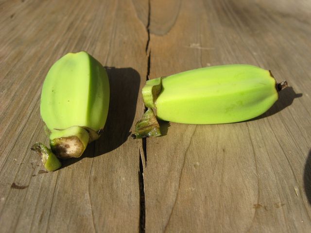 バショウ再び 間口は広いが奥行き無し