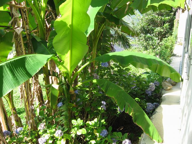 バショウ再び 間口は広いが奥行き無し