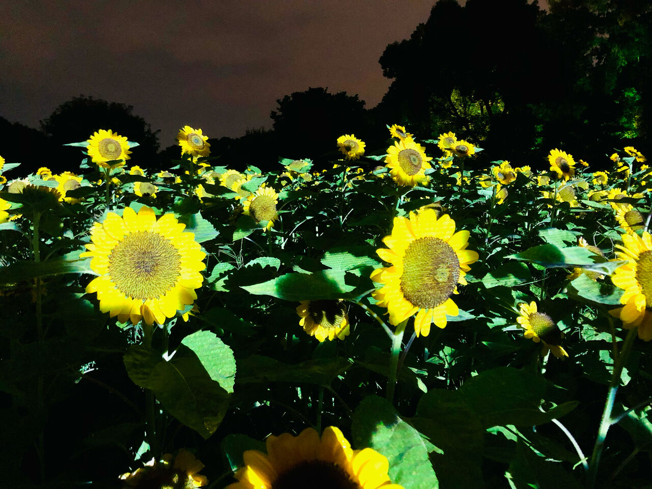 Awesome!!とおるの日記 : ひまわりの夏🌻ナイトバージョン…最終回