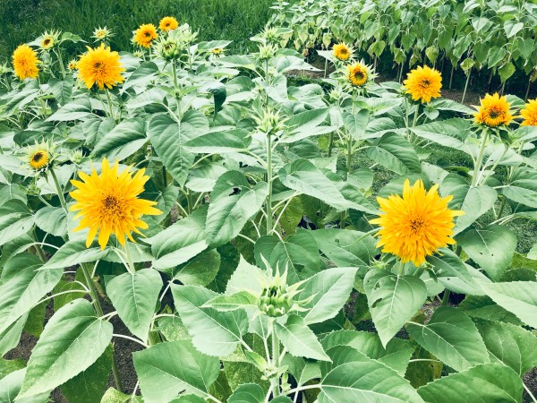 97c87115.jpg