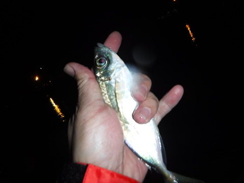 DSCF5146