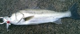 KIMG2689-1