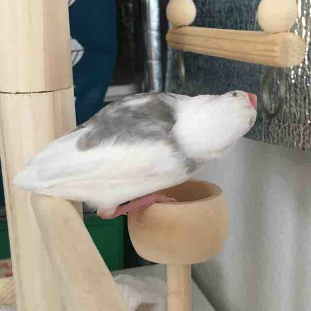 ブランコを噛む鳥 18 5 4 文鳥さんと一緒