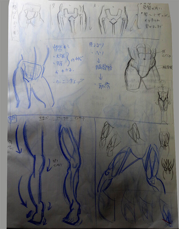 筋肉の流れ05 脚 正面 骨盤 大腿 膝 あきしま